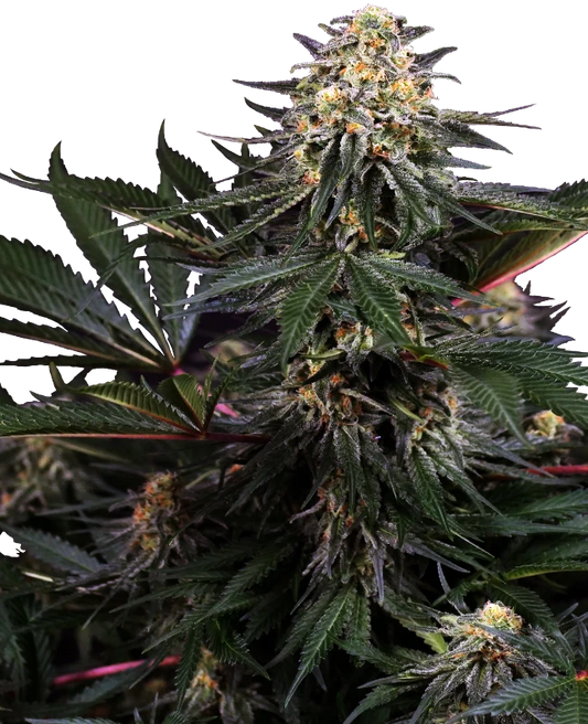 Lockdown Kush Feminisiert Sensi Seeds