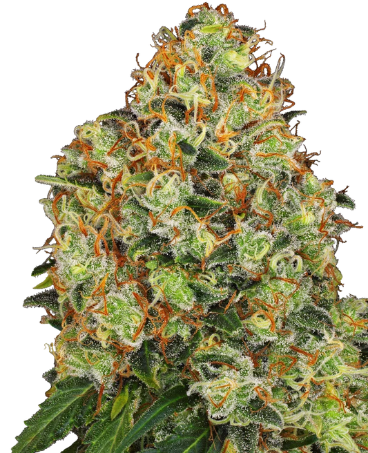 Auto Sweet Tangerine Tango (Feminisiert) Sensi Seeds