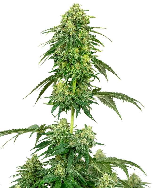 Strawberry Kush Feminisiert Sensi Seeds