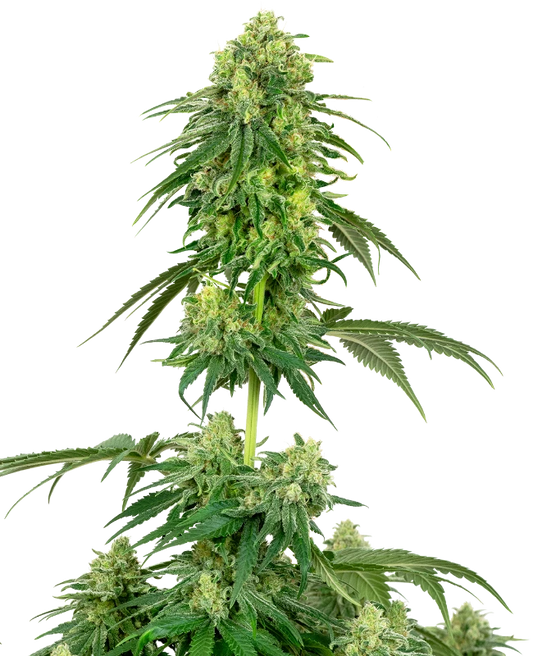 Strawberry Kush Feminisiert Sensi Seeds