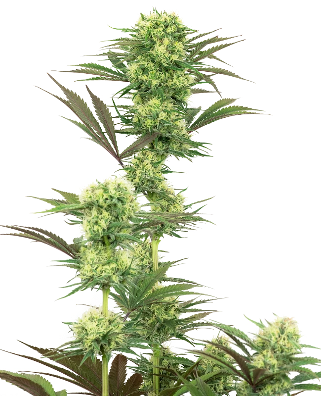Guava Jelly Feminisiert Sensi Seeds