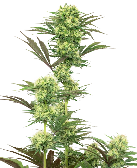 Guava Jelly Feminisiert Sensi Seeds