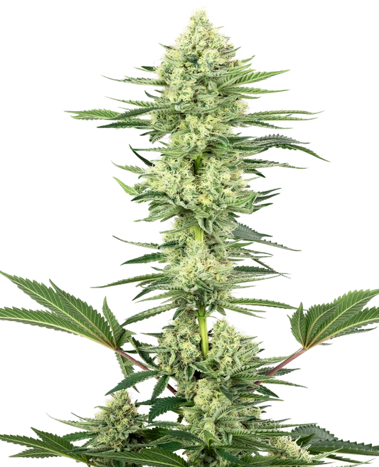 White Gorilla Haze Feminisiert Sensi Seeds