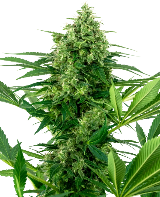 Banana Frosting Feminisiert Sensi Seeds