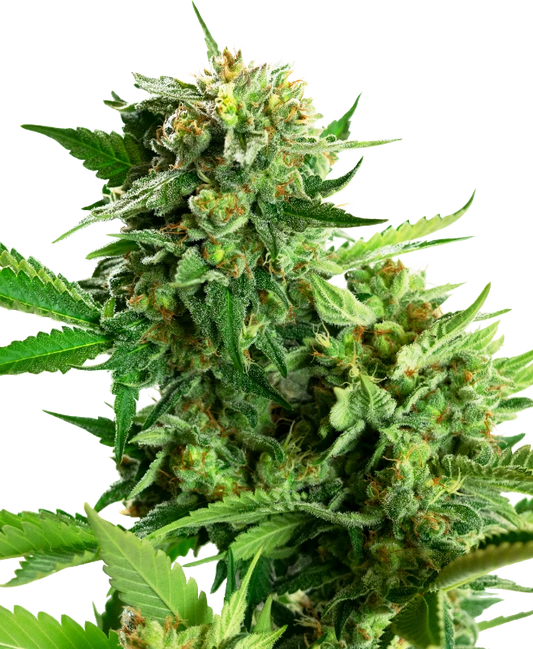 Blackberry Cake Feminisiert Sensi Seeds