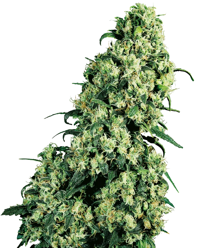 Skunk #1 Feminisiert Sensi Seeds