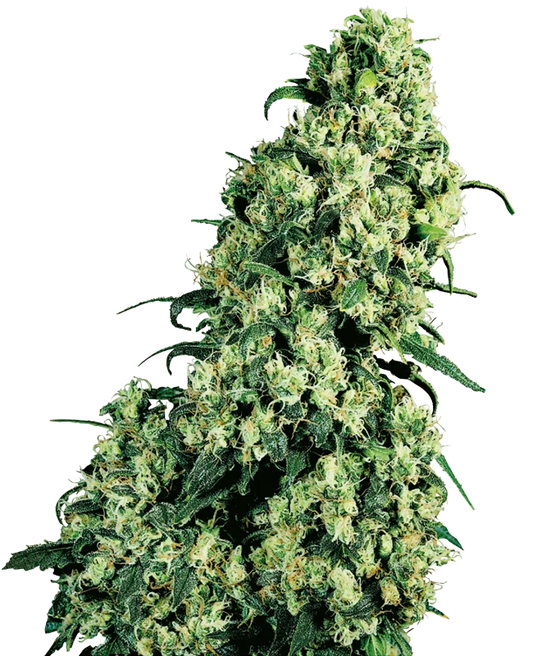 Skunk #1 Feminisiert Sensi Seeds