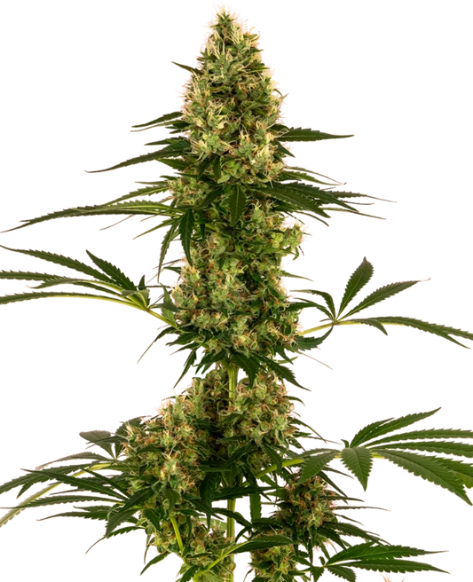 Auto Blue Bullet (Feminisiert) Sensi Seeds