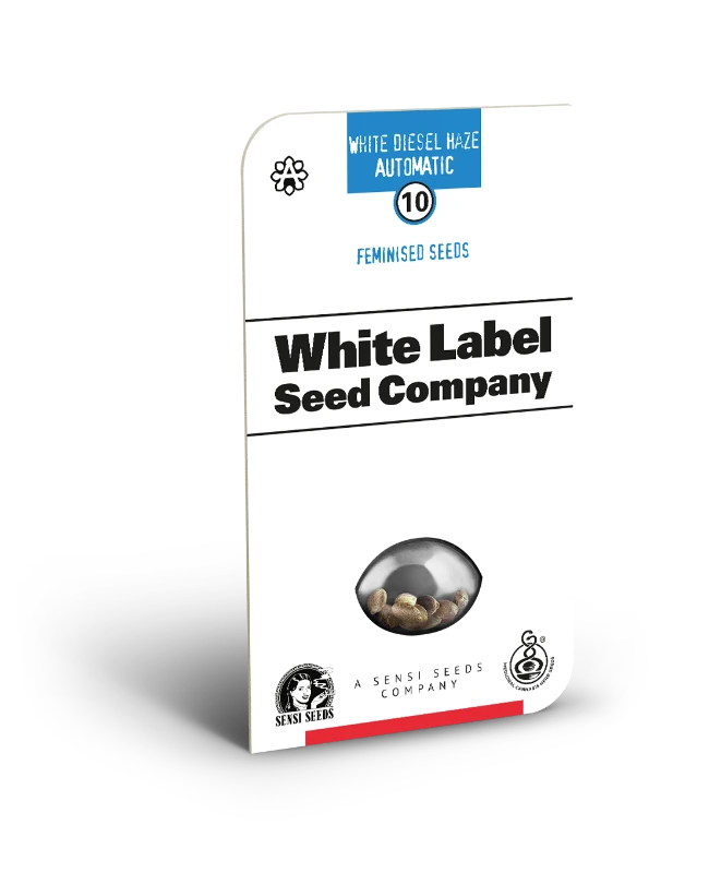 Auto White Diesel Haze (Feminisiert) Sensi Seeds