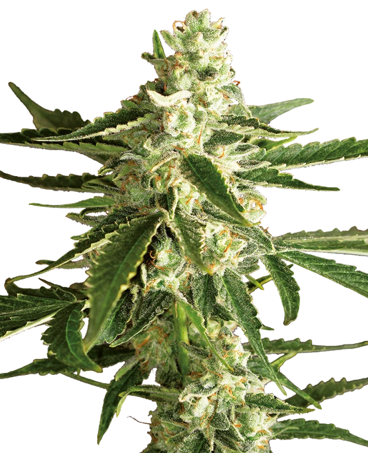 Auto White Diesel Haze (Feminisiert) Sensi Seeds