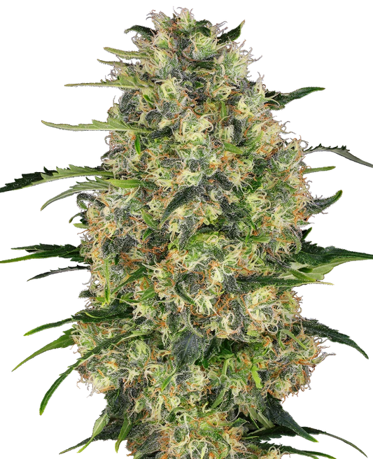 Black Domina Feminisiert Sensi Seeds