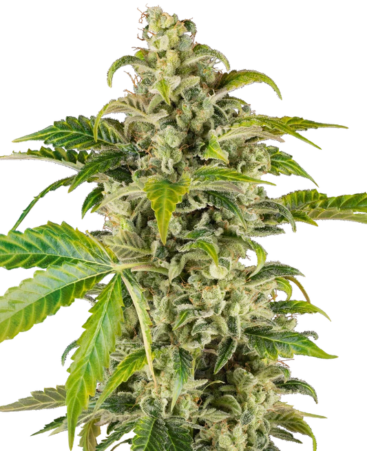 Auto Sweet & Sour Cream (Feminisiert) Sensi Seeds