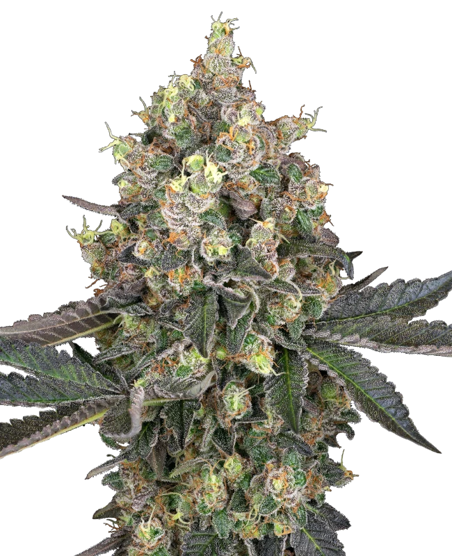 Sweet Berry Breeze Feminisiert Sensi Seeds