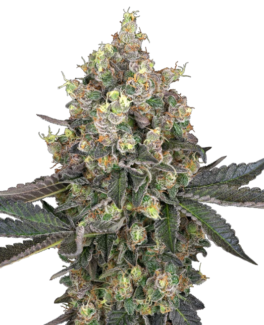 Sweet Berry Breeze Feminisiert Sensi Seeds