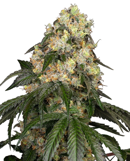 White Biscotti OG XXL Feminisiert Sensi Seeds