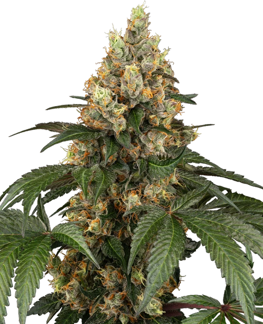 Chocolate Rainbow XXL Feminisiert Sensi Seeds