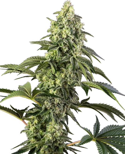 Cosmic Kiss Feminisiert Sensi Seeds