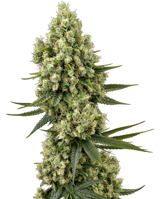 Silver Fire Feminisiert Sensi Seeds