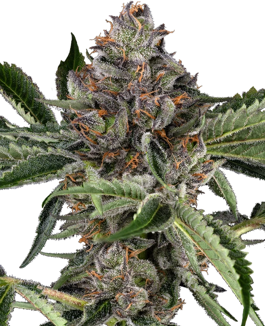Papaya Jealousy® Feminisiert Sensi Seeds