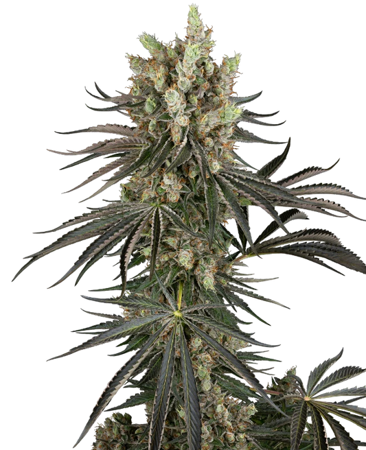 Slam Dank Feminisiert Sensi Seeds