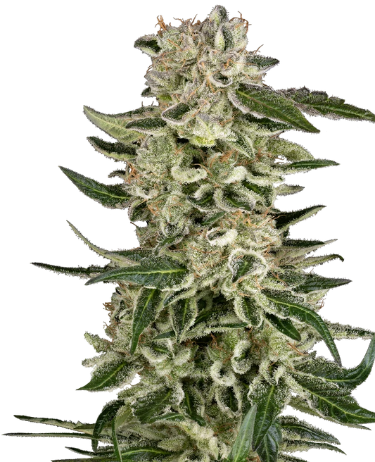 Auto Sunset Sherbet (Feminisiert) Sensi Seeds