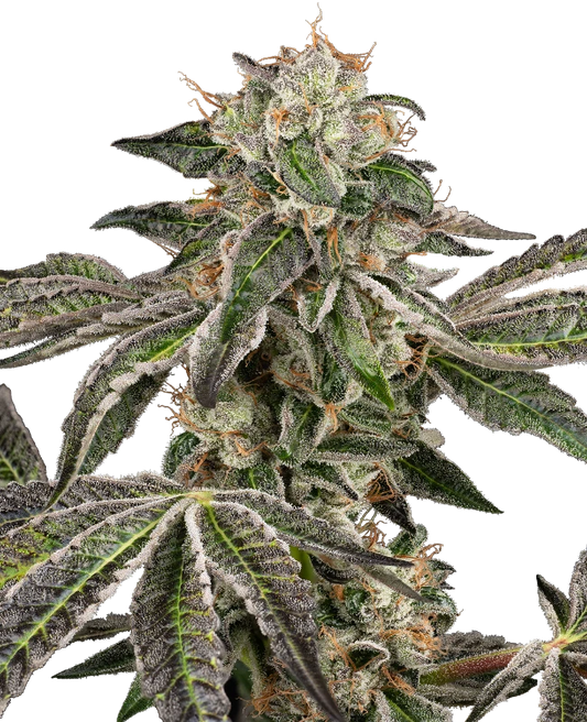 Auto Runtz (Feminisiert) Sensi Seeds