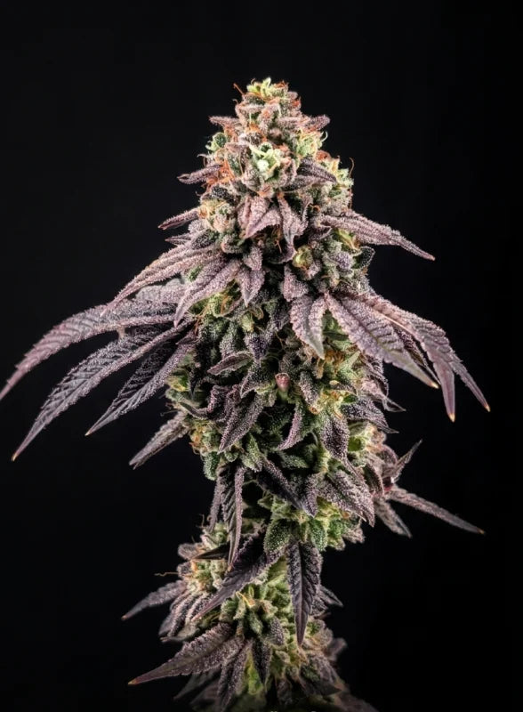 Z42™ Feminisiert Fast Buds