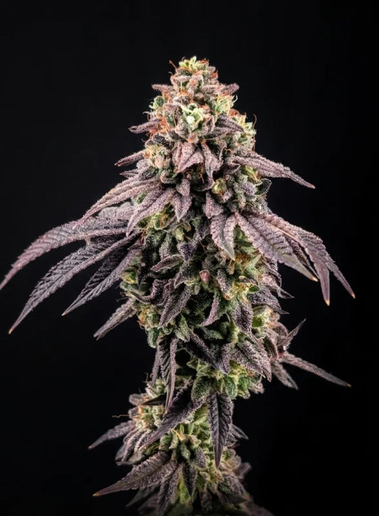 Z42™ Feminisiert Fast Buds