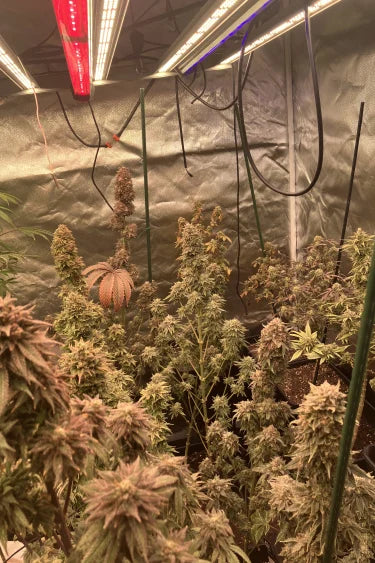 Mix Pack Feminisiert Fast Buds
