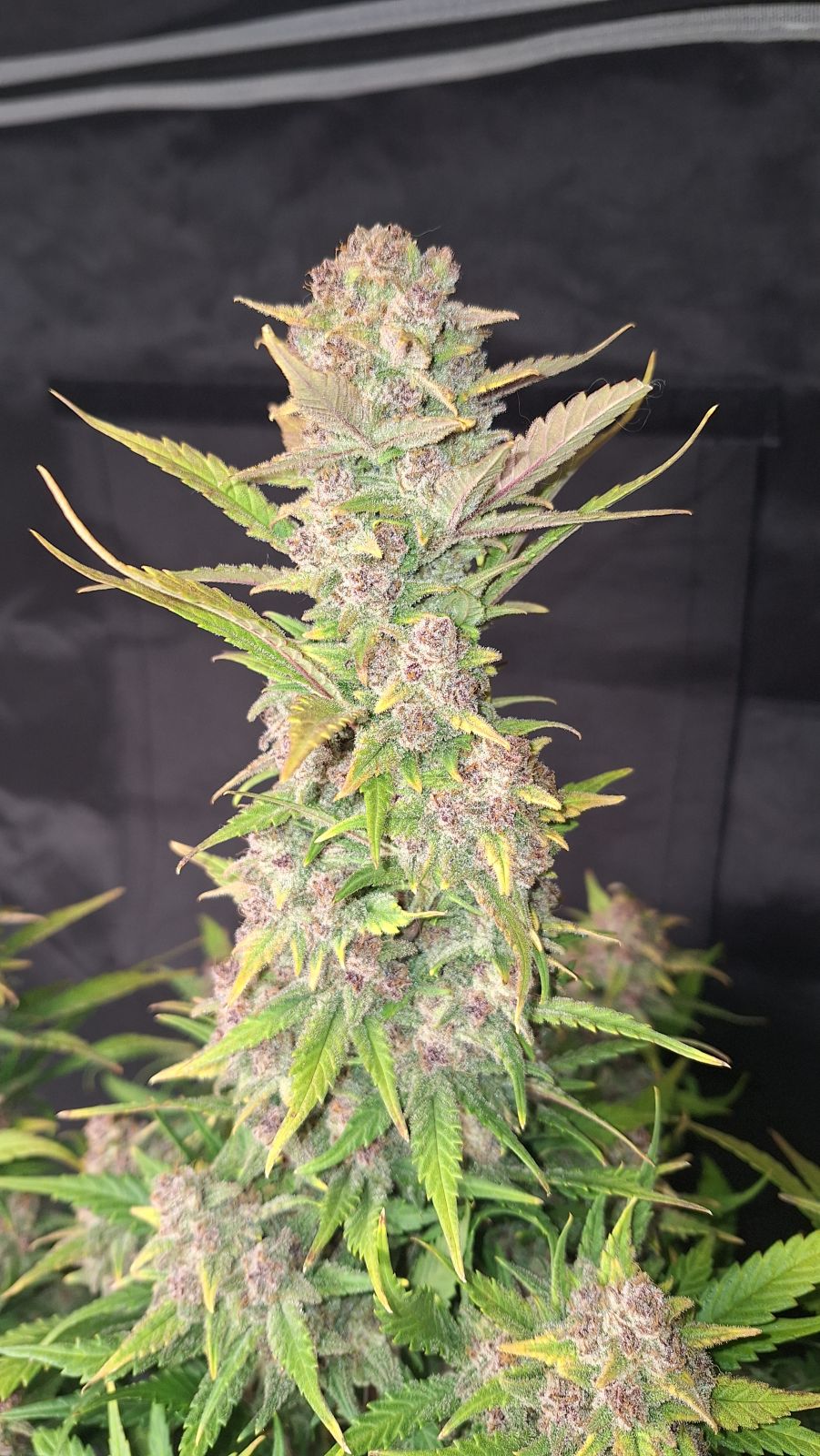 Auto Purple Haze (Feminisiert) Fast Buds