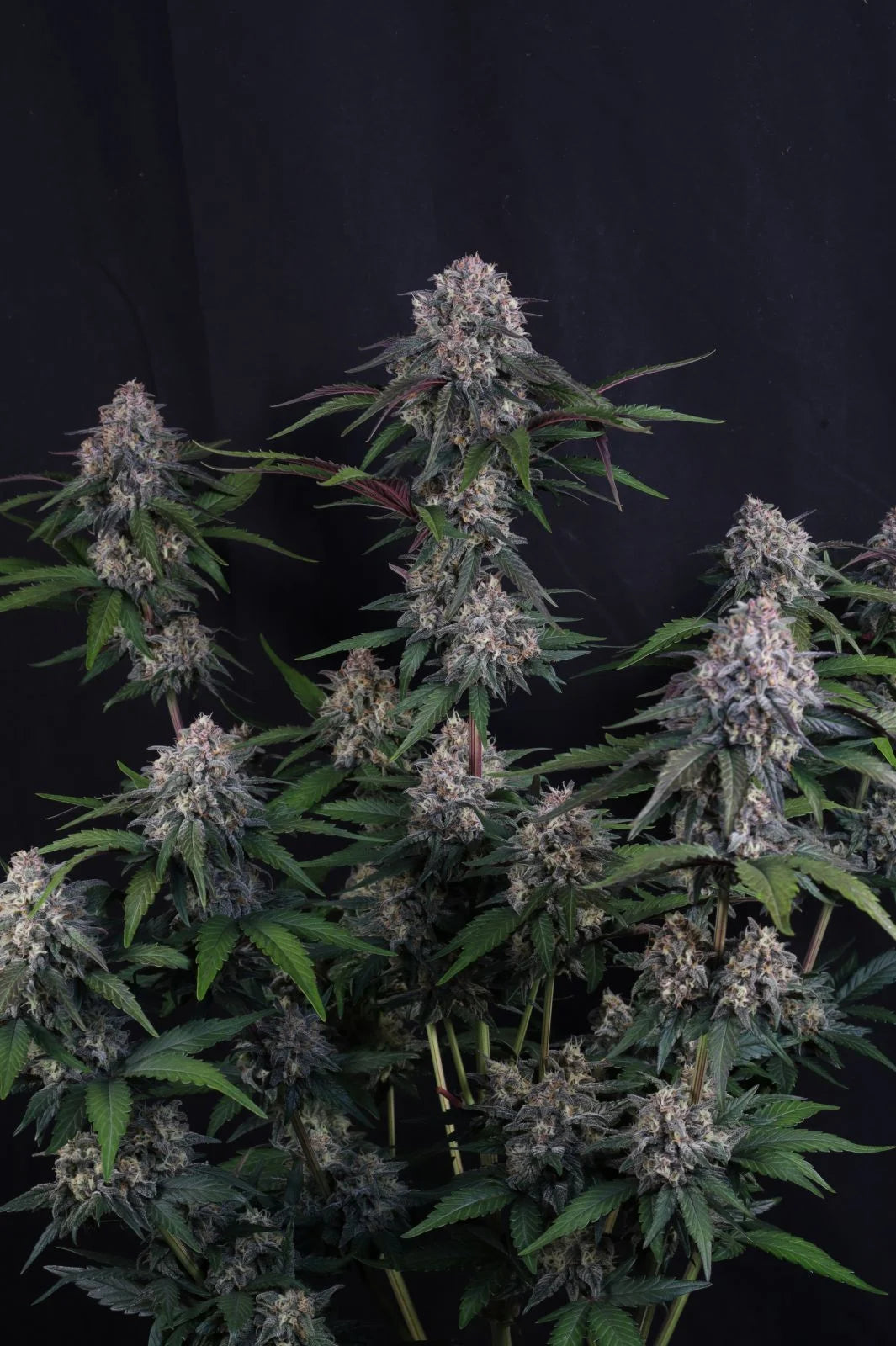 Auto Lemon Cherry Sundae™ (Feminisiert) Fast Buds