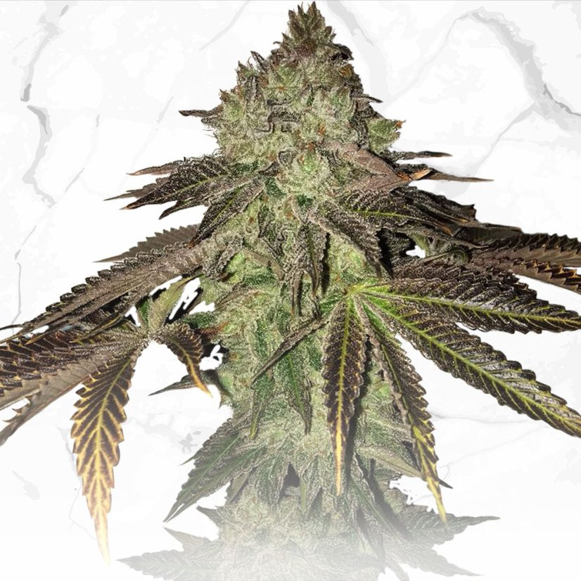 Gelato 33 X B.C. X S.C. Limited Edition Regulär (nur 50 Boxen) T.H.Seeds™