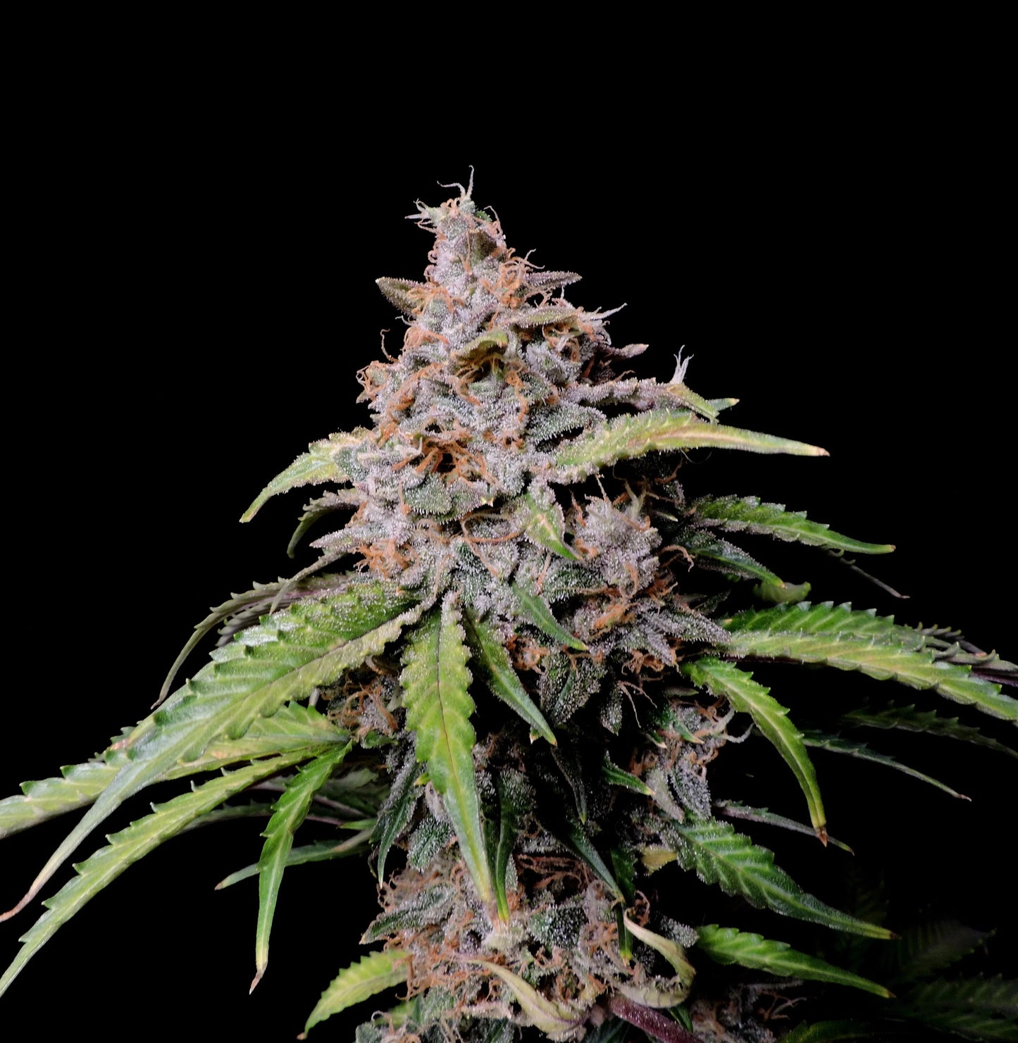 Auto Amnesia Zkittlez (Feminisiert) Fast Buds