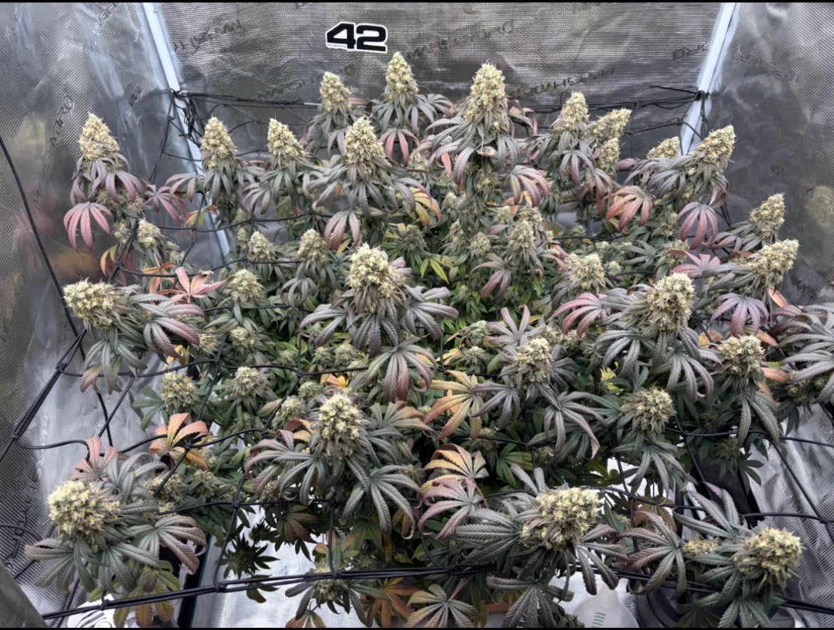 Papayton™ a.k.a. Papaya Gary Payton Feminisiert Fast Buds