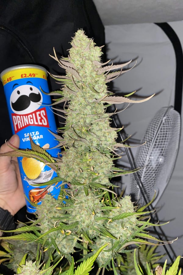 Auto Gorilla Zkittlez (Feminisiert) Fast Buds
