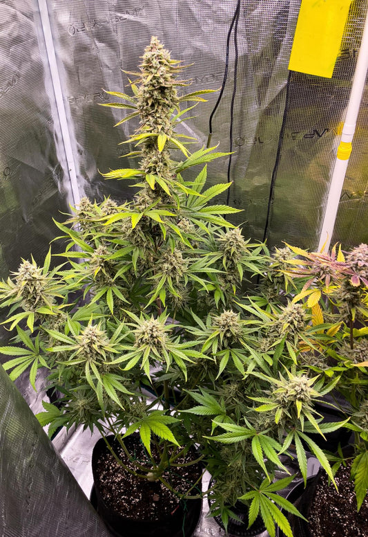 Auto Radical Juice (Feminisiert) Ripper Seeds