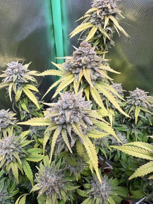 Lemon Cherry Gelato Feminisiert Bubbatz Seeds