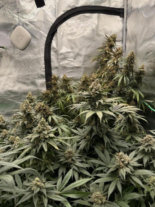 Lemon Cherry Gelato Feminisiert Bubbatz Seeds
