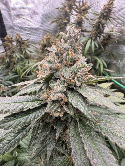 Lemon Cherry Gelato Feminisiert Bubbatz Seeds