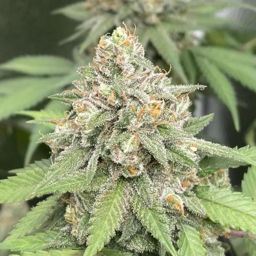 Auto Godfather OG (Feminisiert) Bubbatz Seeds