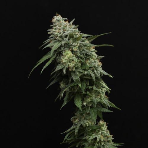 Auto Godfather OG (Feminisiert) Bubbatz Seeds