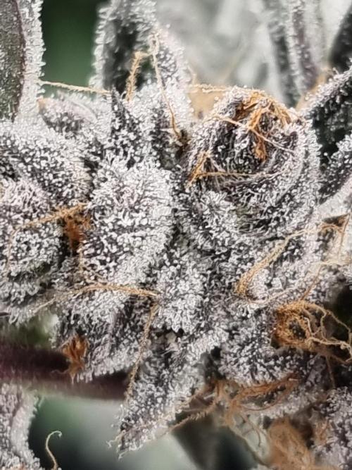 Lemon Cherry Gelato Feminisiert Bubbatz Seeds