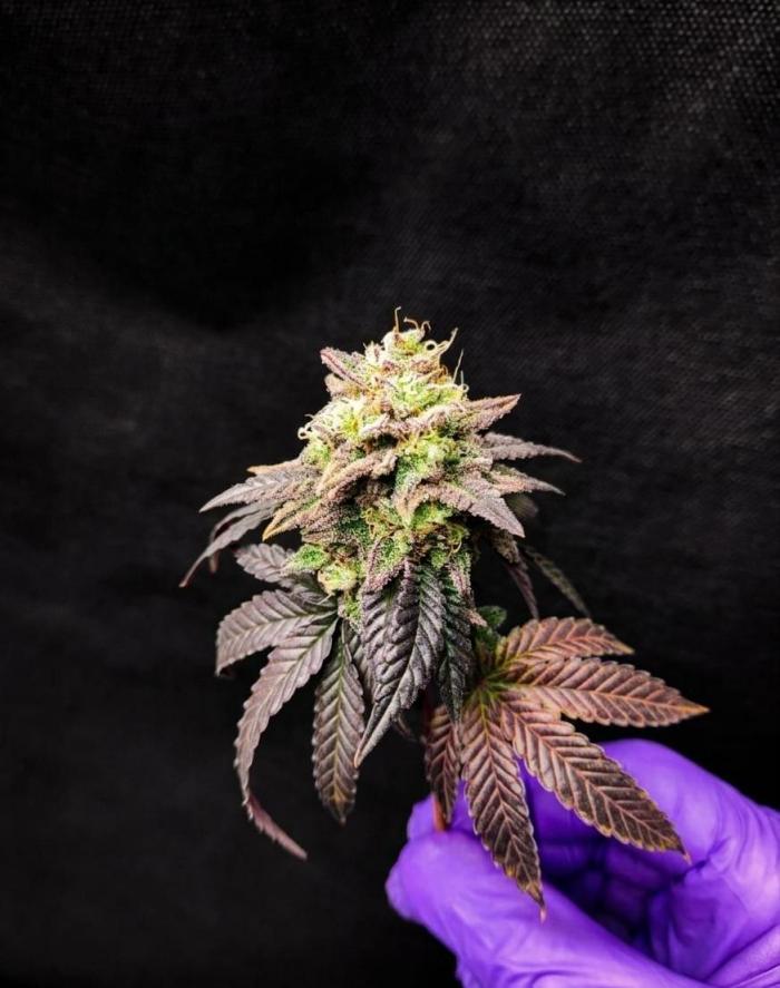 Zkittlez 2.0 Feminisiert Bubbatz Seeds