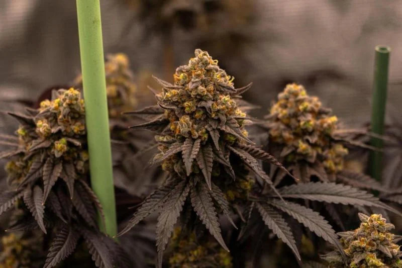 Papayton™ a.k.a. Papaya Gary Payton Feminisiert Fast Buds