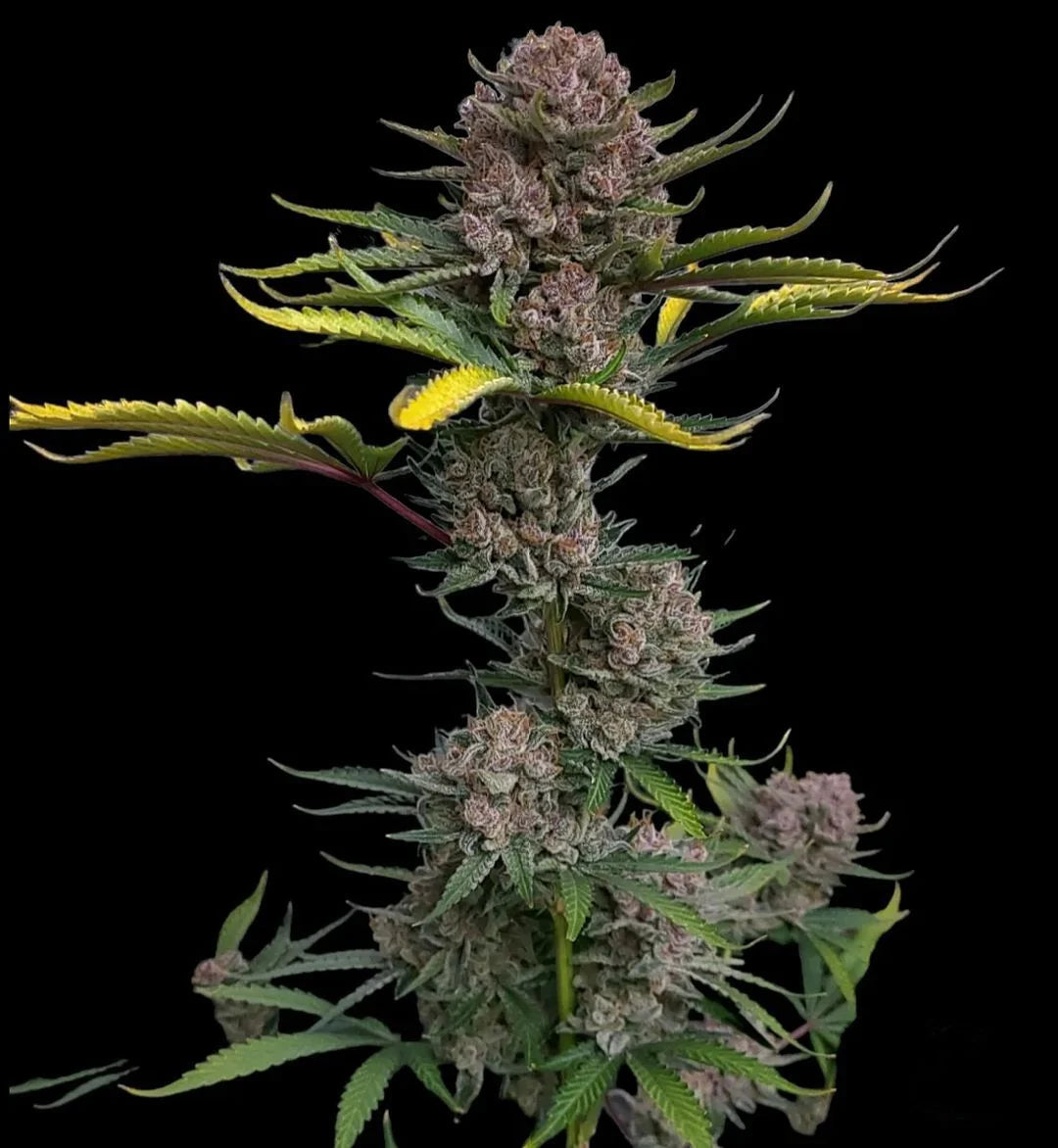 Auto Gorilla Punch (Feminisiert) Fast Buds