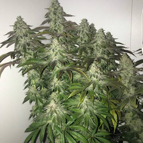 ChemPie Feminisiert Ripper Seeds