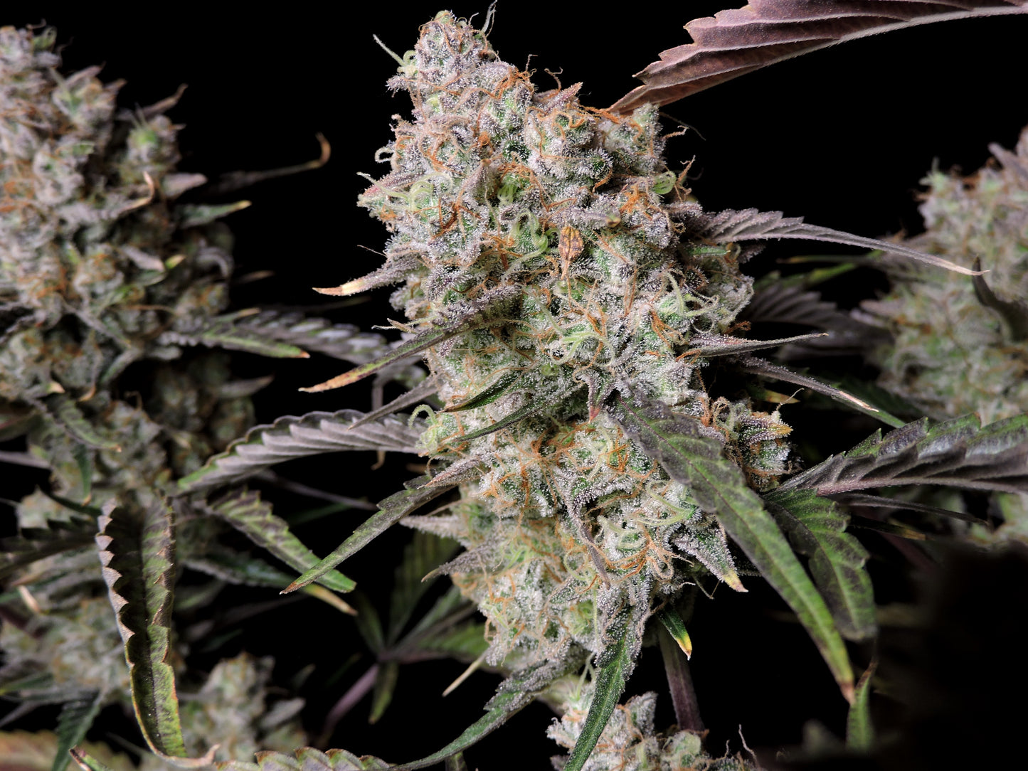 Auto Gorilla Zkittlez (Feminisiert) Fast Buds