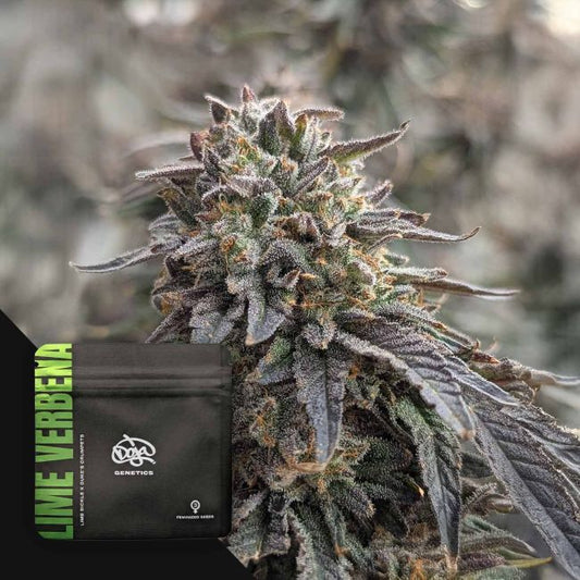 Lime Verbena Regulär Doja Exclusive