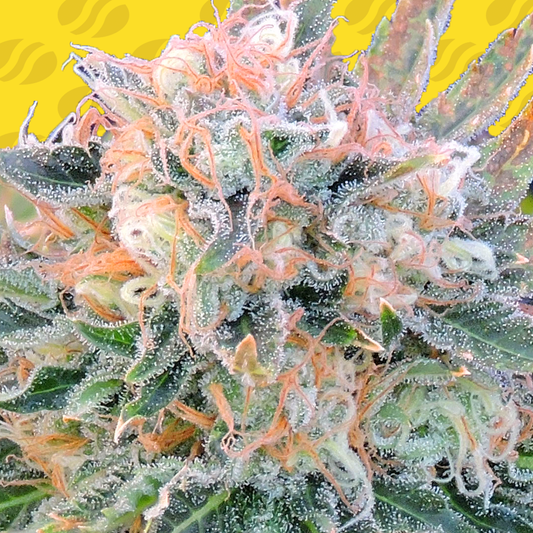 Auto Blueberry Ghost OG (Feminisiert) Original Sensible Seeds