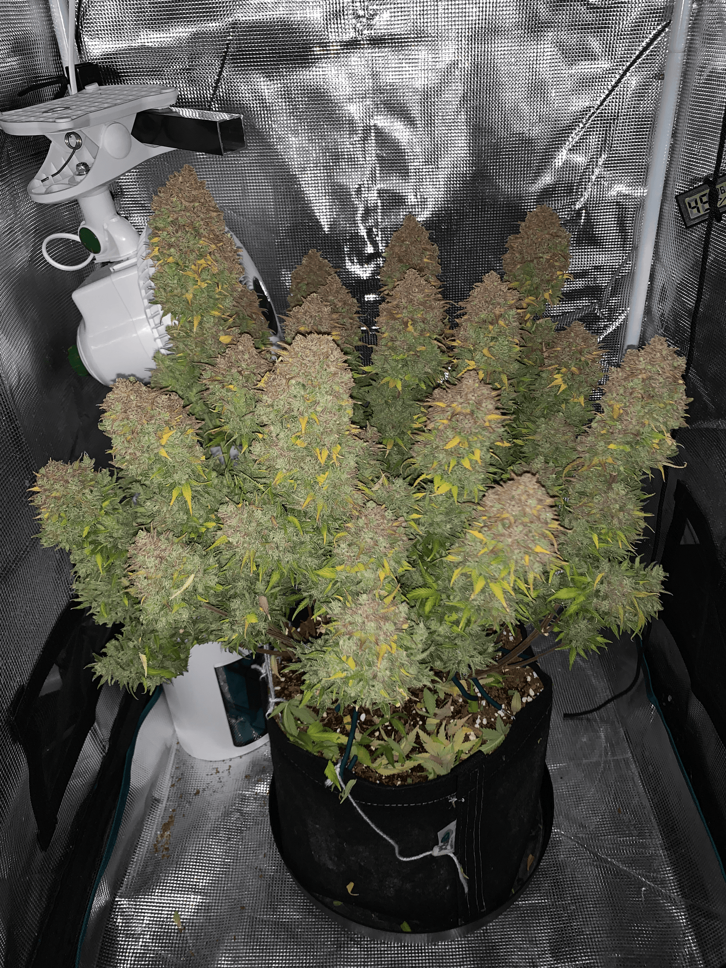 Auto Strawberry Banana S4 (Feminisiert) Bubbatz Seeeds
